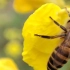 难得的瞬间-微距下的蜜蜂采蜜