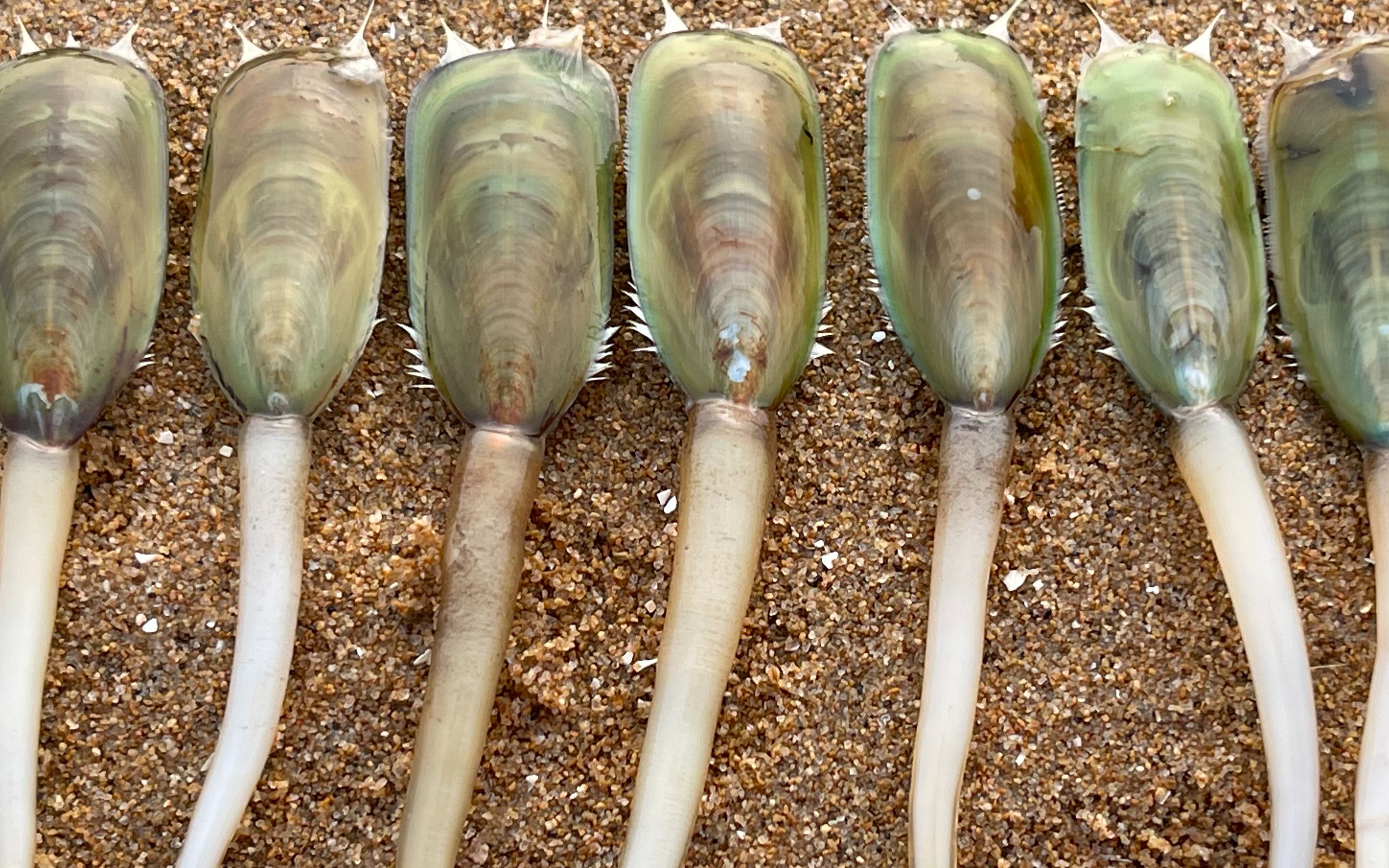 大海退潮后，大庆赶海发现一群海豆芽的呼吸孔，小尾巴比手还长