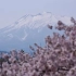 【历史/反常识/猎奇】你以为樱花是日本国花，其实在日本是死亡之花！受大唐盛世影响，菊花才是岛国国花本尊