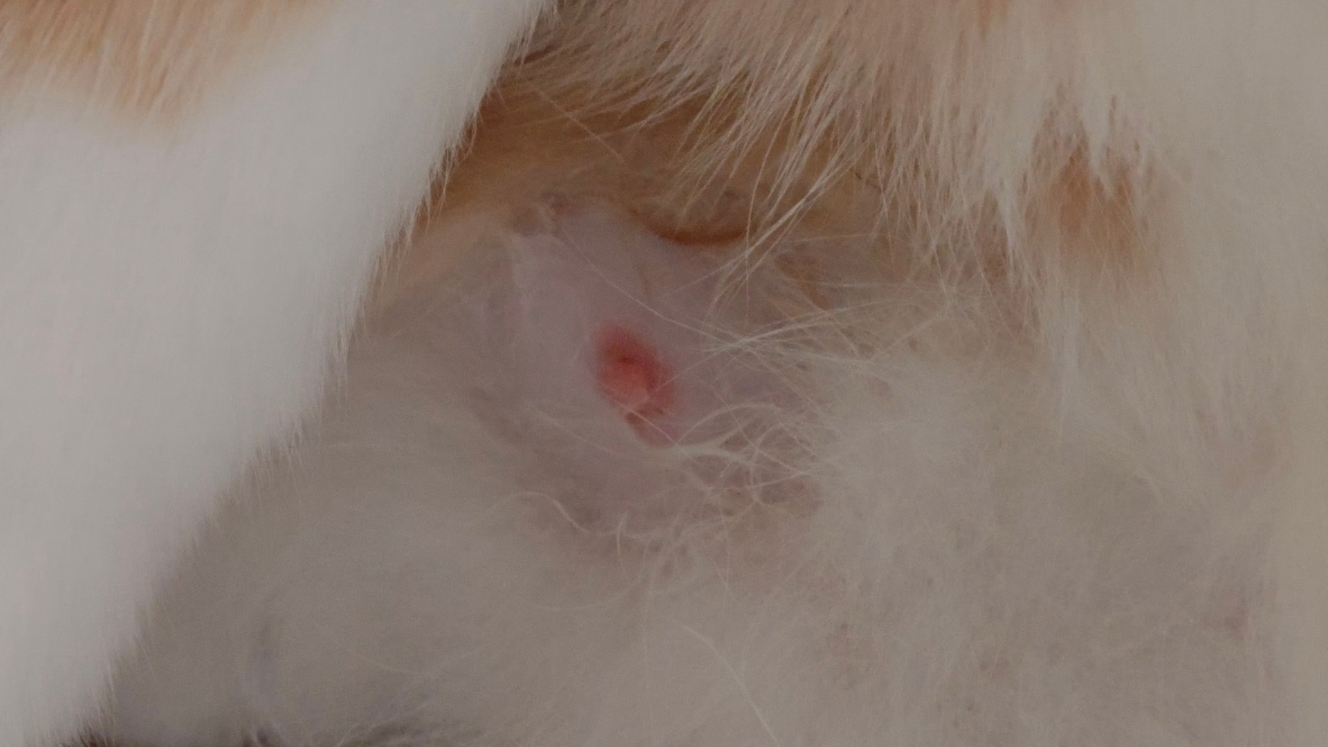 一颗被小奶猫吸肿的公猫的可怜小奈奈: 喂我花生……