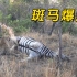 饥饿的花豹在啃食斑马腹部时，不料斑马突然爆炸，花豹被吓得一脸懵