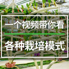 一个视频带你看各种各样的栽培模式！你都知道哪几种栽培模式？#智慧农业 #设施农业 #无土栽培 #温室大棚 #滴灌喷灌水肥一体化