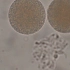 【搬运】显微镜下的精子与卵细胞