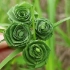 草编玫瑰花，筒轴茅草编制，很多人经常问有什么可以代替棕榈树叶编玫瑰，这种草可以代替，但是不建议，会割手