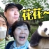 不愧是顶流！韩国人为了见熊猫一面经历了太多…