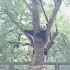 大熊猫下树