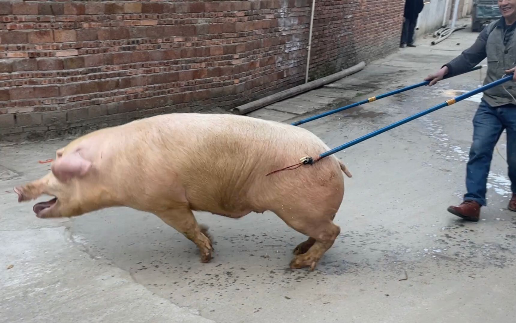 这头300斤大猪真厉害，高压电也放不倒，全村男人吓的都不敢动它
