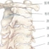 全身骨骼理论+手法实操22节全集.=-=.005.第5课：颈椎的结构解剖与触诊技巧