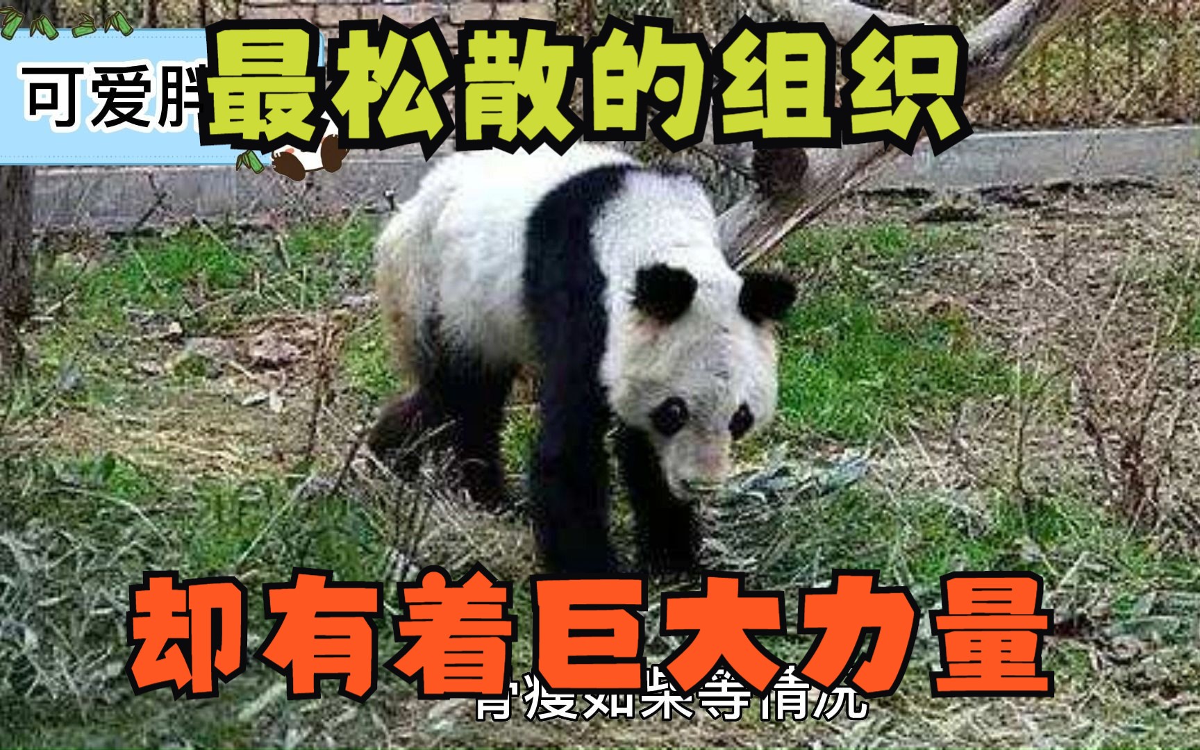 这可能是全国最松散的组织了，全靠自发，为拯救大熊猫积极努力奔走！