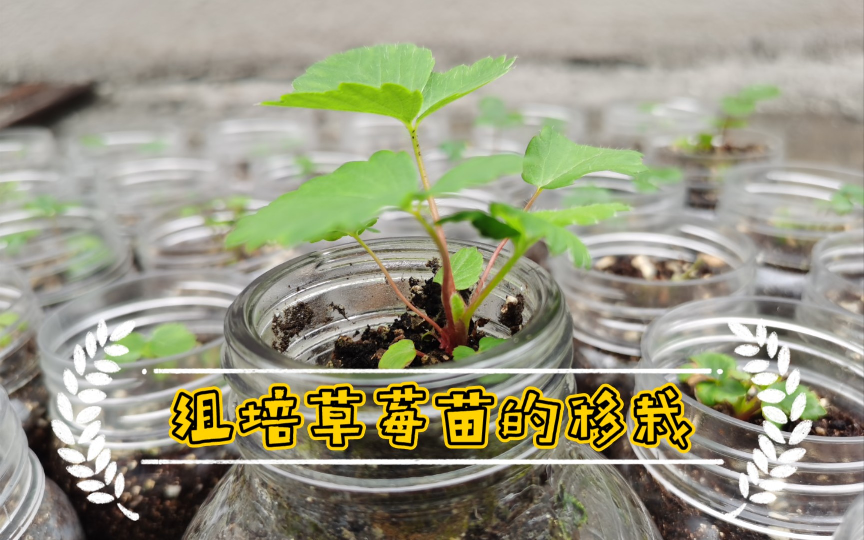 植物组织培养草莓组培苗的移栽4k完整版