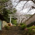 樱花季的日本小镇