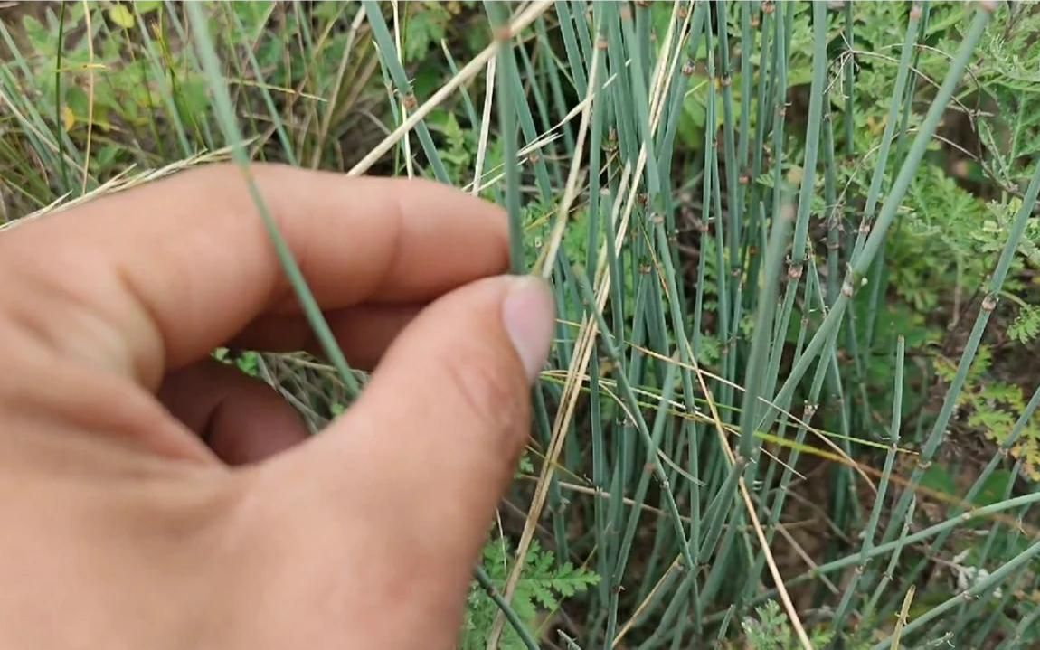 中药材麻黄，常见的麻黄你能正确的认识它吗？值得你认识学习一下