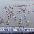 【环境保护】鄱阳湖：什么是碟形湖？“候鸟天堂”生态修复如何？