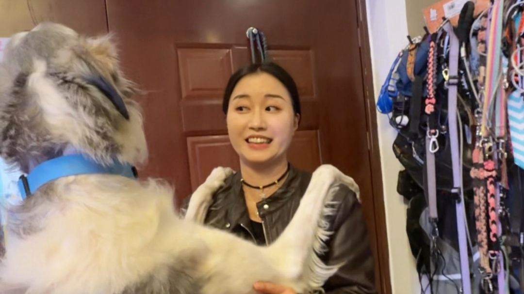感受巨物的温柔，今天遛3只反差萌的巨型犬