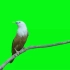绿幕视频素材小鸟