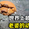 世界上最爱老婆的动物