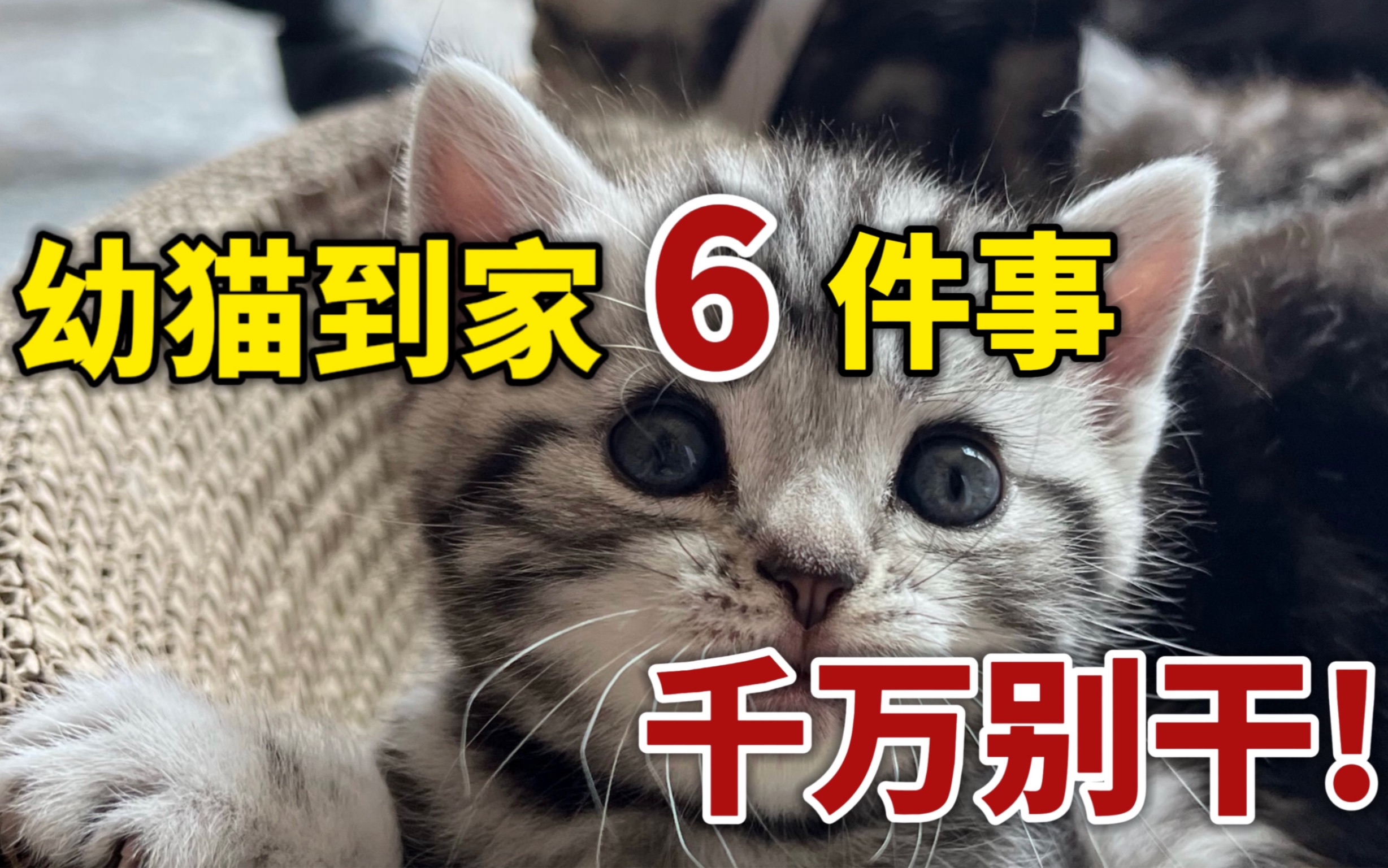 幼猫到家｜最容易做错的6件事！