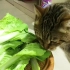 猫咪自己吃青菜火了之后，还教自己的儿子吃菜，网友：太牛了！