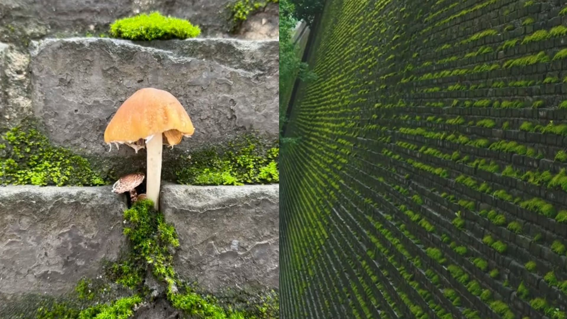 西安城墙已成巨型生态缸！是否会破坏城墙结构？