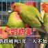 深圳“鹦鹉案”一审被判5年，买妇女才判3年，“人不如鸟”？