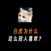 白虎为什么这么招人喜欢
