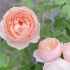 【月季—安布里奇玫瑰】关于安布里奇过于可爱这件事