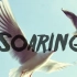 Soaring[音乐强推第三十一期:翱翔]