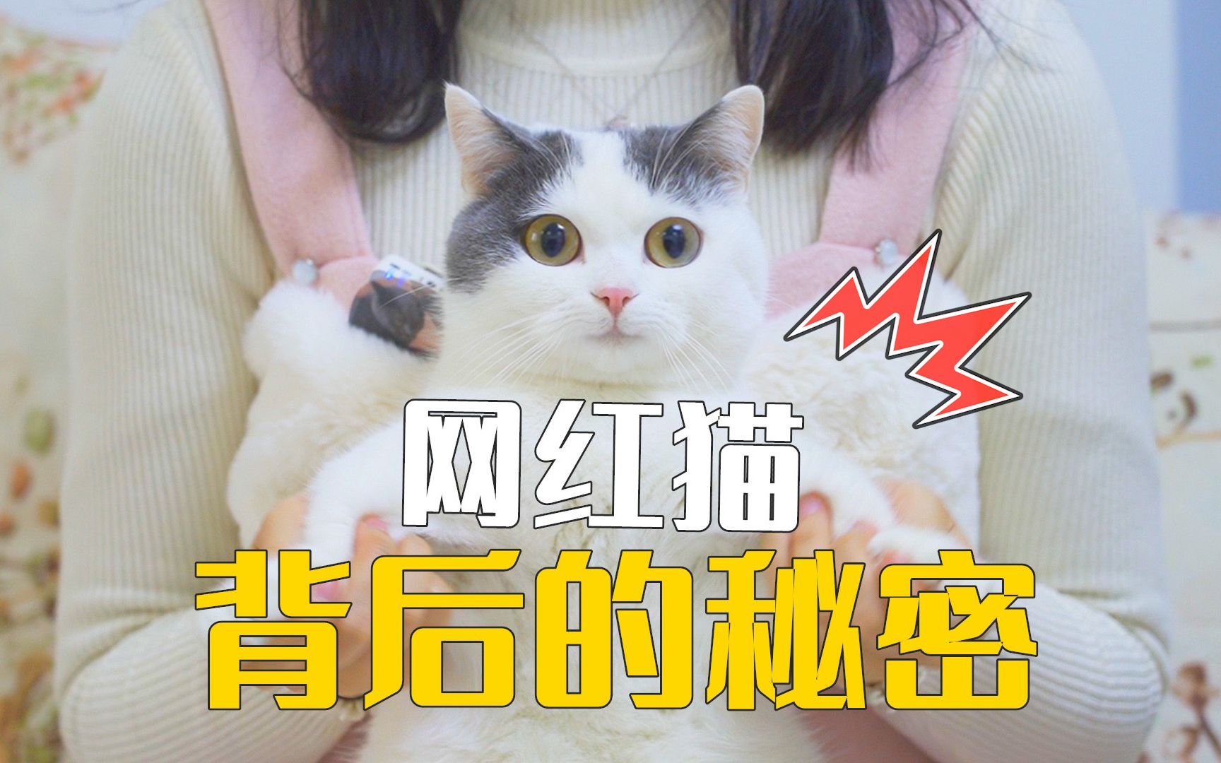北大网红猫“香波”：在镜头前生活，已获赠一吨猫粮-新闻频道-和讯网