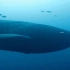 【海誓鲸盟】寻找小鲸鲨&海侣神仙鱼 【高清中字】公视HD