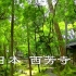 风景名胜古迹 西芳寺（苔寺）日本庭院徒步拍摄
