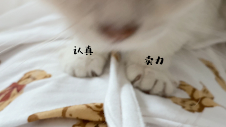 “你见过踩奶频率这么快的小猫吗?”