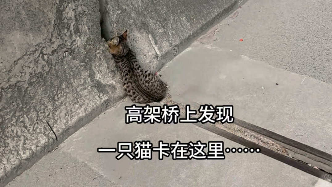 高架上偶遇这只猫，抱起来被尿了一身…