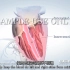 Heart Anatomy 心脏解剖学【EF字幕组】