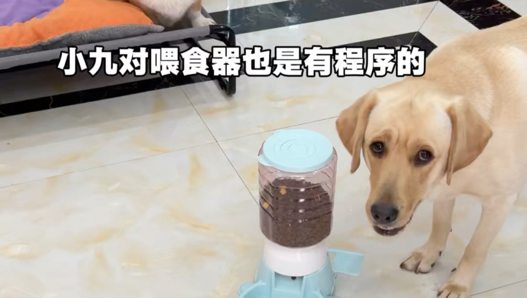 当程序狗使用自动喂食器