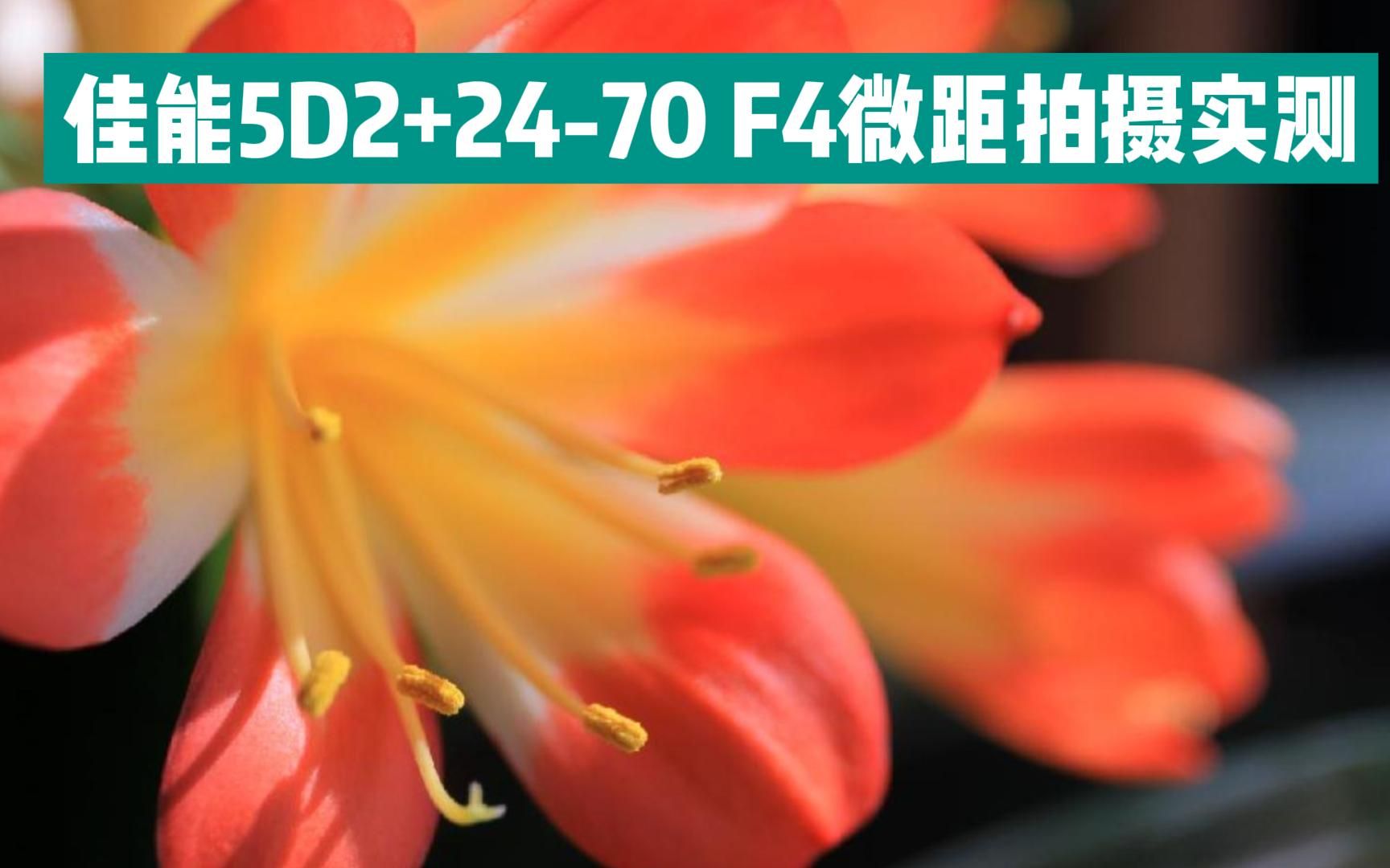 佳能5D2+24-70 F4 macro IS L 微距拍摄实测