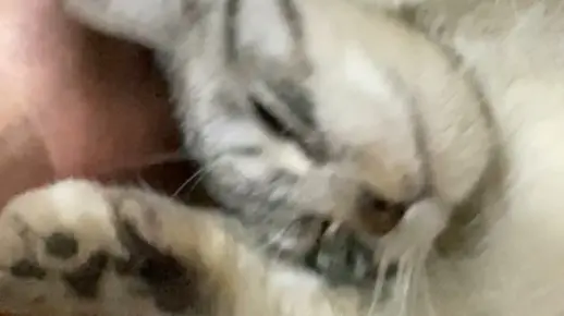 一个成熟小猫咪学会了自撸
