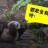 【#开饭了大熊猫#】生气的熊猫有多可爱？一言不合就...