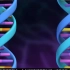 ［高中生物动画演示-中文配音版］DNA的复制