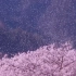 樱花落下的速度是每秒五厘米