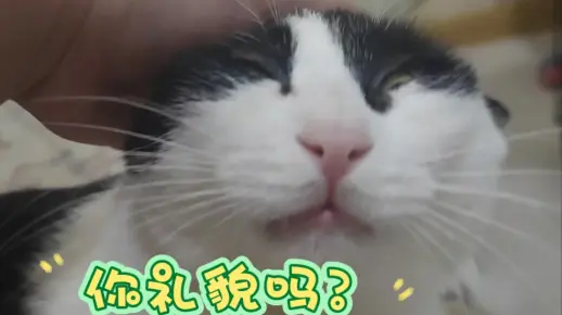 奶牛猫:你礼貌吗?