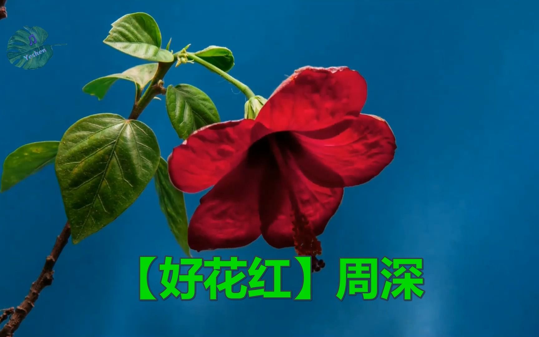 【好花红】周深 词曲:贵州布依民歌