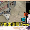 日本萝莉看“倒霉狗子大合集”边喊可怜又边屑笑不止w