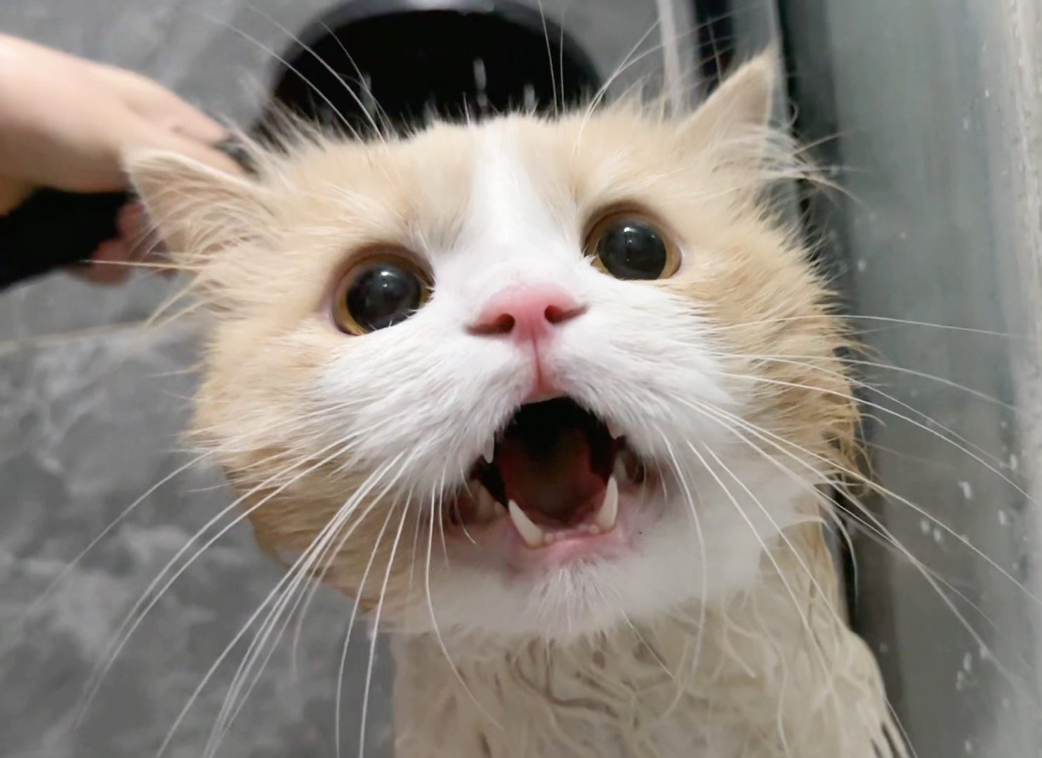 给猫洗澡，猫没反应，我：你不要这么冷静我会害怕！！