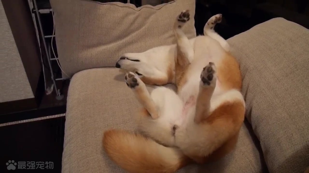 家里养了一只柴犬,看看这货奇葩的睡觉姿势