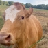 调戏英国农场的老实牛牛
