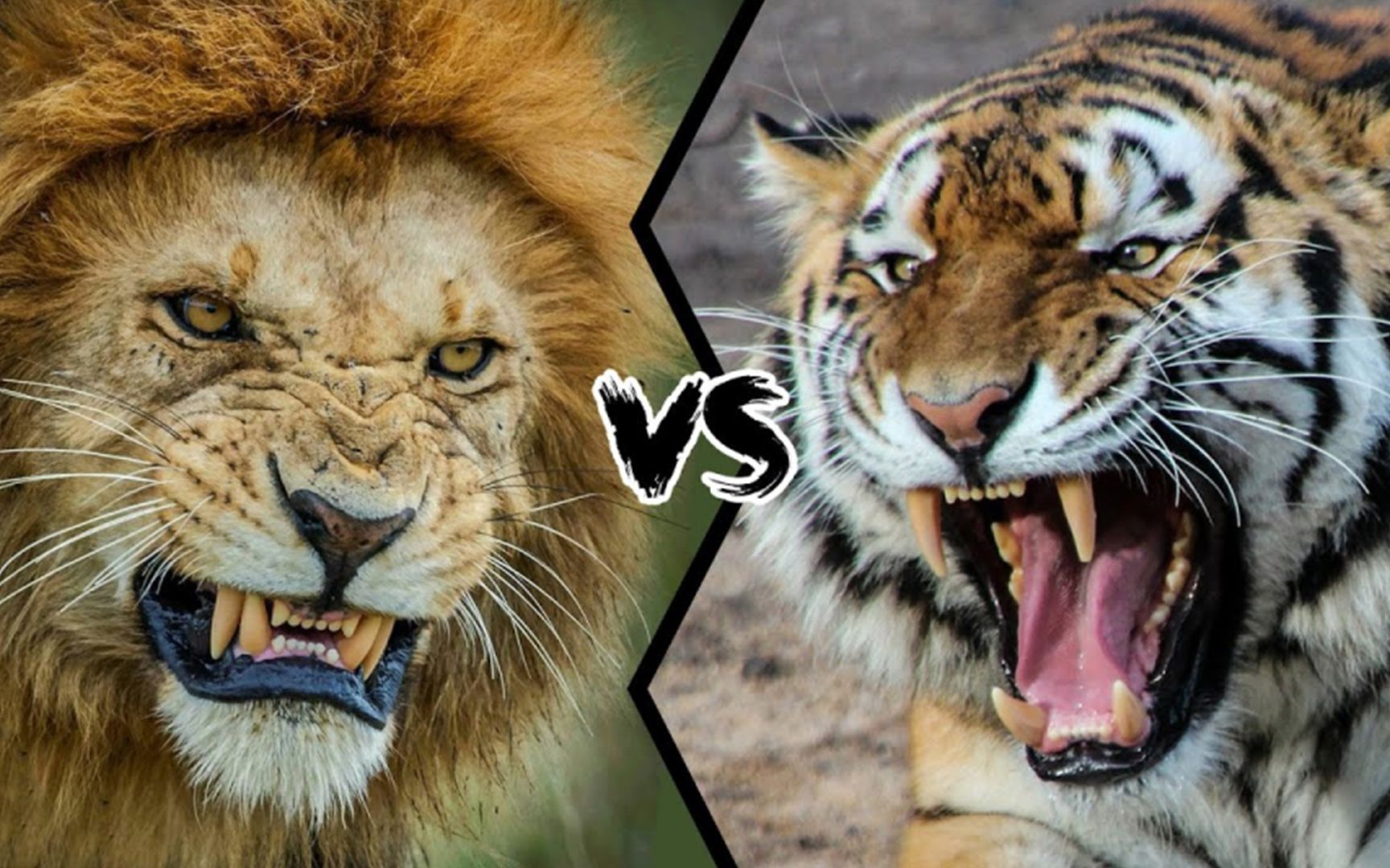 盘点16个老虎和狮子真实打斗死亡事件，结果真的令人意想不到
