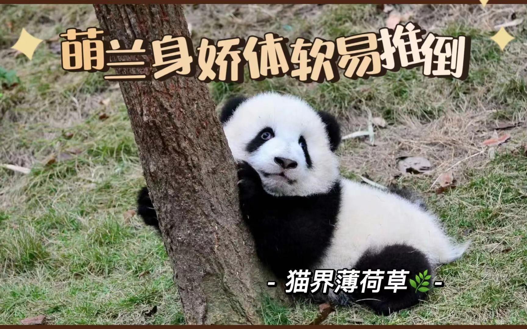 婴儿时期的萌兰也太萌了吧，没有熊猫会不爱我么么儿呢~