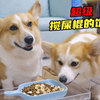 老年狗和疯癫小母狗，吃饭有什么区别