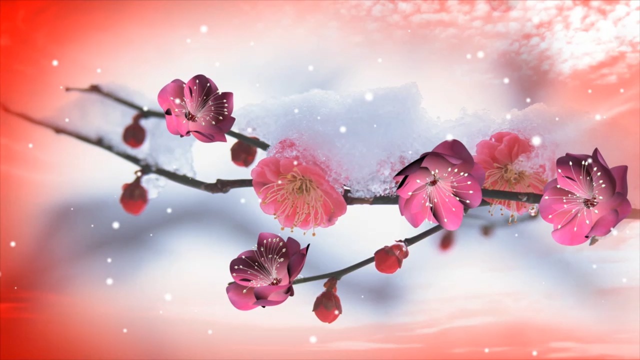 红梅赞01 LED红色爱国背景视频