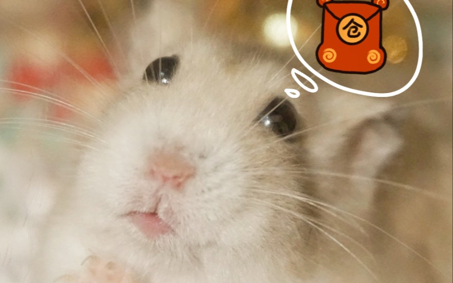 【仓鼠】狗狗仓:略略略略略略略略